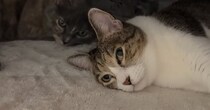 保護猫7匹のために人間用の『こたつ』を設置した結果…ほっこりが止まらない光景に「みんな可愛い」「幸せな気持ちになる」と癒される人続出