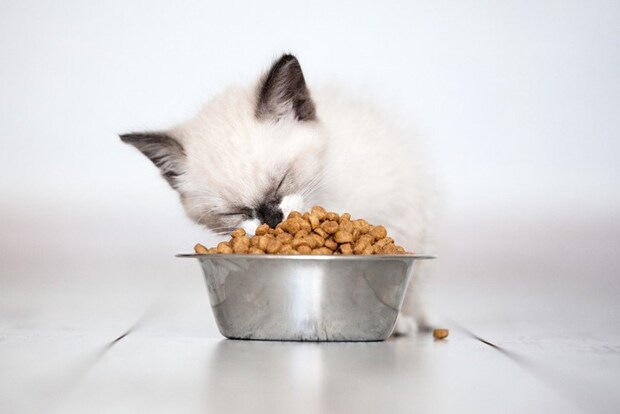 子猫とごはん