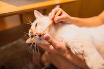 子猫のご飯、お風呂、留守番…『デビューのタイミング』5つ　注意すべきことまで解説