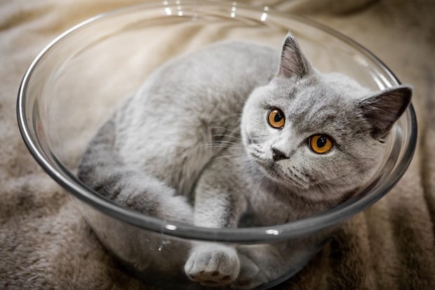 ガラスのボウルに入っている猫