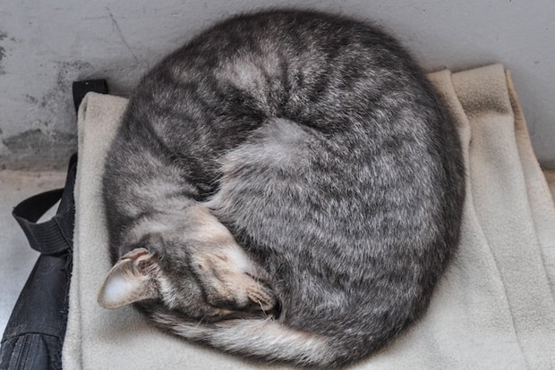 丸くなって寝る猫