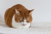 猫の姿が『よく例えられるもの』4選　液体やアンモニャイトなどユニークな表現の理由