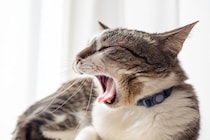 猫の『あくび』に隠されている3つの理由　眠いとは限らない？注意すべきケースまで