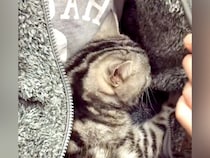 パパの洋服の中にいる猫→ジッパーを開けると…まるで赤ちゃん？悶絶級に『愛くるしい様子』が話題「ズルいわ」「バブちゃんになっちゃった」