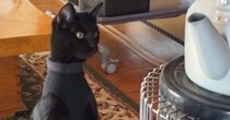 驚きの体勢でストーブの前にいた黒猫…本当に猫なのか疑いたくなる『まさかの瞬間』に３万いいね「ジブリに出演してたよね」「合成かとｗ」