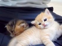 ぬいぐるみのような子猫→膝の上でくつろぎはじめ…愛おしくて『ずっと見ていたくなる光景』が11万再生「信頼してくれてる証」「天使のよう」