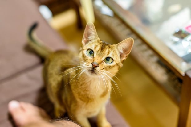 こちらを見つめる猫