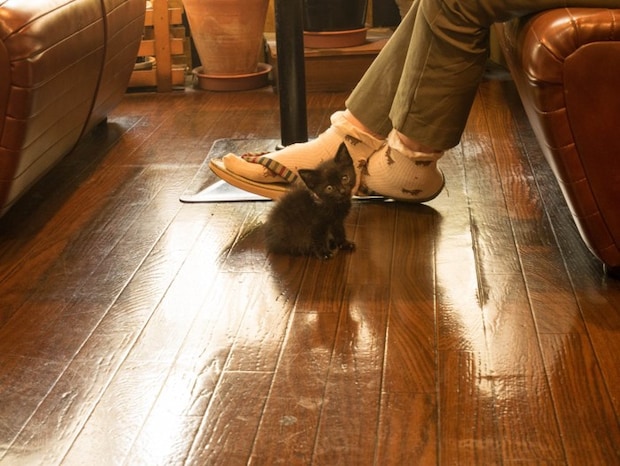 寄ってくる子猫