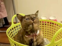 飼っているネコの『１番活発だった頃』を振り返ってみると…大変だけど愛おしい『宝物のような日々』に反響「好奇心旺盛だね」「全てが可愛い」