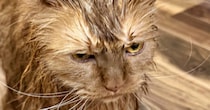 お風呂から上がった3匹の猫→『表情』を見ると……可愛すぎる光景に笑ってしまう人が続出「すっげぇ怒ってるｗ」「目が物語ってるｗ」と１万いいね