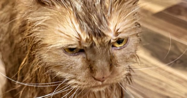 お風呂から上がった3匹の猫→『表情』を見ると……可愛すぎる光景に笑ってしまう人が続出「すっげぇ怒ってるｗ」「目が物語ってるｗ」と１万いいね