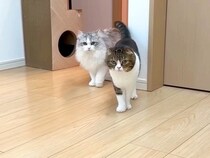 出かけたはずの飼い主が家にいたら、３匹のネコはどうするのか検証→『100点満点の反応』が話題「ドッキリ大成功」「ナイスリアクション」