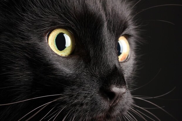 見つめる黒猫の顔のアップ