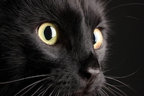 お手柄ニャン！　「アニメ猫」と「実物の猫」が犯人逮捕に協力　米国