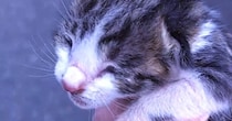 孤独な環境から保護されて……似た境遇の２匹の子猫が『本当の家族になるまでの軌跡』に「ウルっときた」「幸せになれて良かった」と感動の声