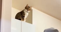 冷蔵庫の上から大声で呼んでいた猫→飼い主さんが背中を見せて『トントン』と叩くと…微笑ましいやり取りが34万再生「信じてるのが可愛いｗ」
