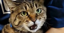 お母さんに『足を拭かれるキジトラ猫』…想像以上に『文句が止まらない光景』が58万再生「ずっと言ってるｗ」「最高にかわいいｗ」と爆笑