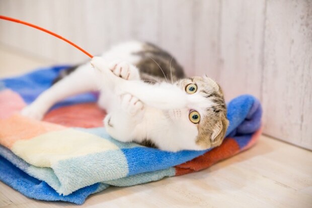 猫じゃらしで遊ぶスコティッシュフォールド