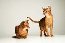 『鳴くことが少ない』とされている猫種4選　それぞれの性格や飼育のポイントをご紹介