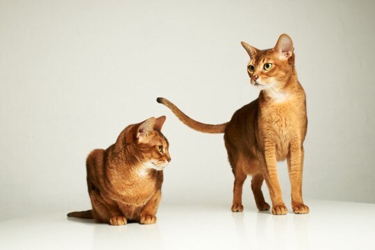 『鳴くことが少ない』とされている猫種4選　それぞれの性格や飼育のポイントをご紹介