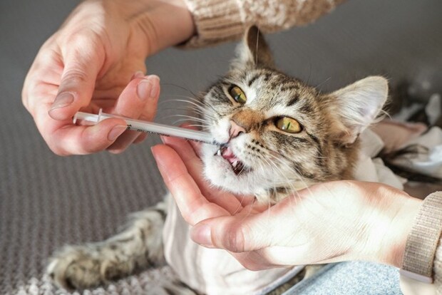 猫の介護