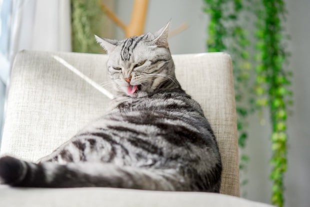 毛づくろいをする猫