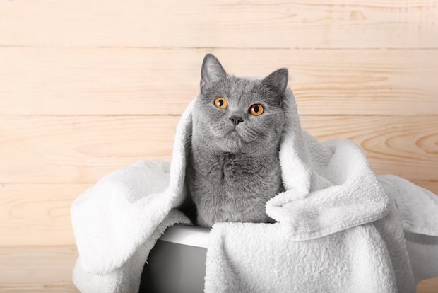タオルをマントにする猫