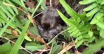 台風直後、『散歩中の犬が見つけた』小さな子猫を家族に迎えた結果…涙あふれる『成長記録』が68万再生「感動した」「本当にありがとう」