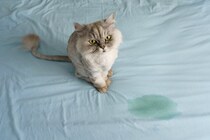 猫の『嘔吐・粗相』を片付けるときのコツ4つ　汚れや跡をきれいに取り除くコツもご紹介