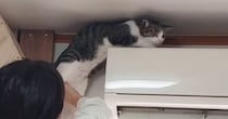 自分の運動神経を理解していない？→猫が２回もエアコンの上に登ろうとして…微笑ましい瞬間に「いやもう最高ｗ」「クセ強くてかわいい」と反響