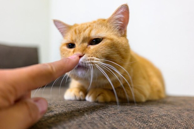 猫に挨拶