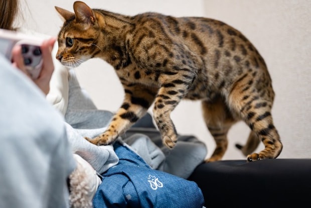 飼い主に近寄る猫
