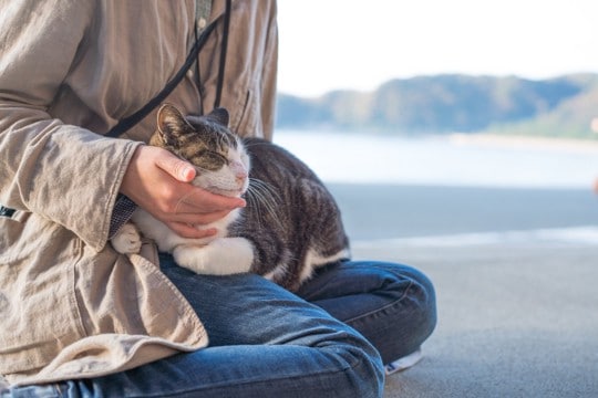猫と『相性がいい人』に共通する特徴5選　好まれやすい理由や心がけたいポイントも解説