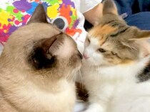 帰宅した飼い主を熱烈大歓迎する元野良猫→甘えている最中に妹猫がやってくると…『想定外の展開』が話題「疲れも吹っ飛ぶね」「甘えたさん」