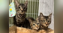 可愛らしい表情の子猫たち→『旦那が撮影』してみると……まさかの光景に18万いいね「何したのｗ」「違いがわかりやすいｗ」と大爆笑