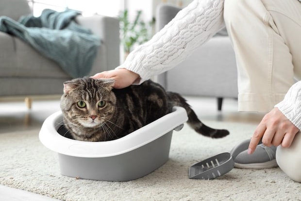 トイレに入る猫をなでる人