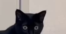 ふと黒猫のことを見たら、『鼻』に……予想外の『可愛すぎる瞬間』に笑ってしまう人が続出「模様かと思ったｗ」「暗闇でも確認できるねｗ」