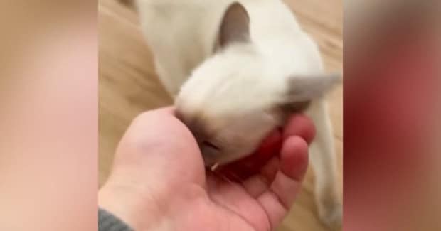 『仕事に行かせたくない子猫vs行きたい飼い主』…可愛すぎる『攻防戦の様子』が14万再生「有給確定」「勝てない自信があるw」と話題
