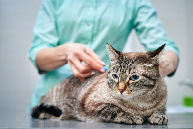 猫の受診