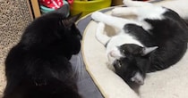 ベッドでくつろいでいた猫→そばにいる先輩猫の『視線に気づいた』次の瞬間…驚きの行動が38万表示「かわいいｗ」「紳士的な振る舞い」