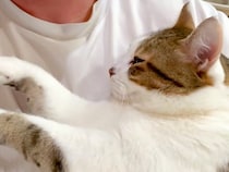 甘えん坊すぎるネコ→頭を撫でていたら、要求がエスカレートして…『まるで赤ちゃんのような様子』に「うっとりしとる」「可愛すぎ」と反響