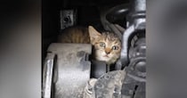トラックの『エンジンルームの中にいた子猫』を保護した結果…可愛すぎる『半年後の光景』が174万再生「強運の持ち主」「ウルウルきた」