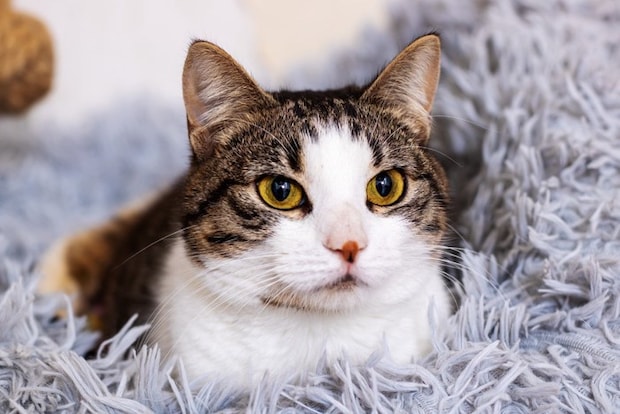 目をそらす猫