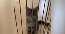 駆け寄ってきた子猫に『ごはん食べる人ー』と聞いてみた結果…可愛すぎる反応に悶絶の声「敵わない」「いっぱいあげたくなる」と11万再生