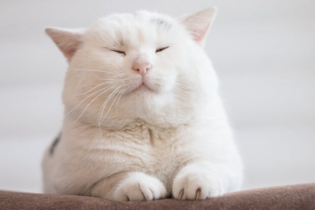 眠る猫