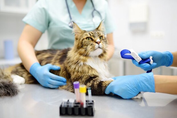 医師に囲まれる猫