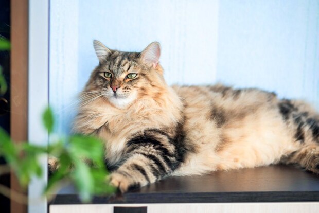 大きい猫