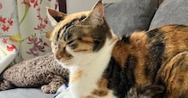 『猫がうとうとしているだけの平和な光景』かと思いきや…『衝撃の事実』に４万いいねの反響「こえでたｗｗ」「温めてあげようという優しさ」