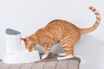 猫に飲ませてはいけない『水』の特徴4つ　危険な理由や飲んでしまったときの対処法