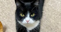 前足を伸ばす猫→まるで『靴下』を履いているようで……「お洒落さんだ」「とても似合ってるｗ」可愛すぎる『模様』に４万いいねの反響